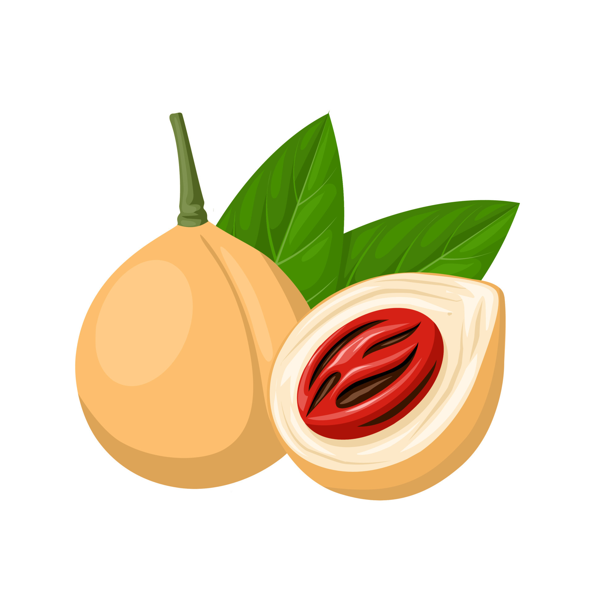 Nutmeg (Myristica fragrans)