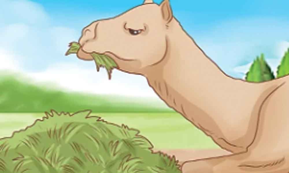 The Sick Camel