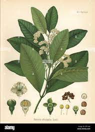Allspice (Pimenta officinalis)