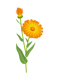 Calendula (Calendula officinalis)