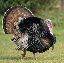 வான்கோழி