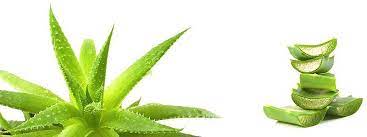 சோற்றுக் கற்றாழை