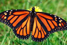 பட்டாம்பூச்சி