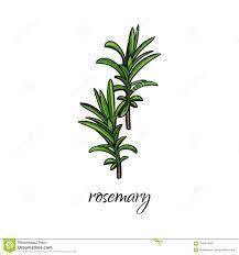Rosemary