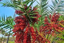 ஈச்சம் பழம்