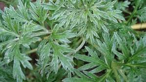 மரிக்கொழுந்து