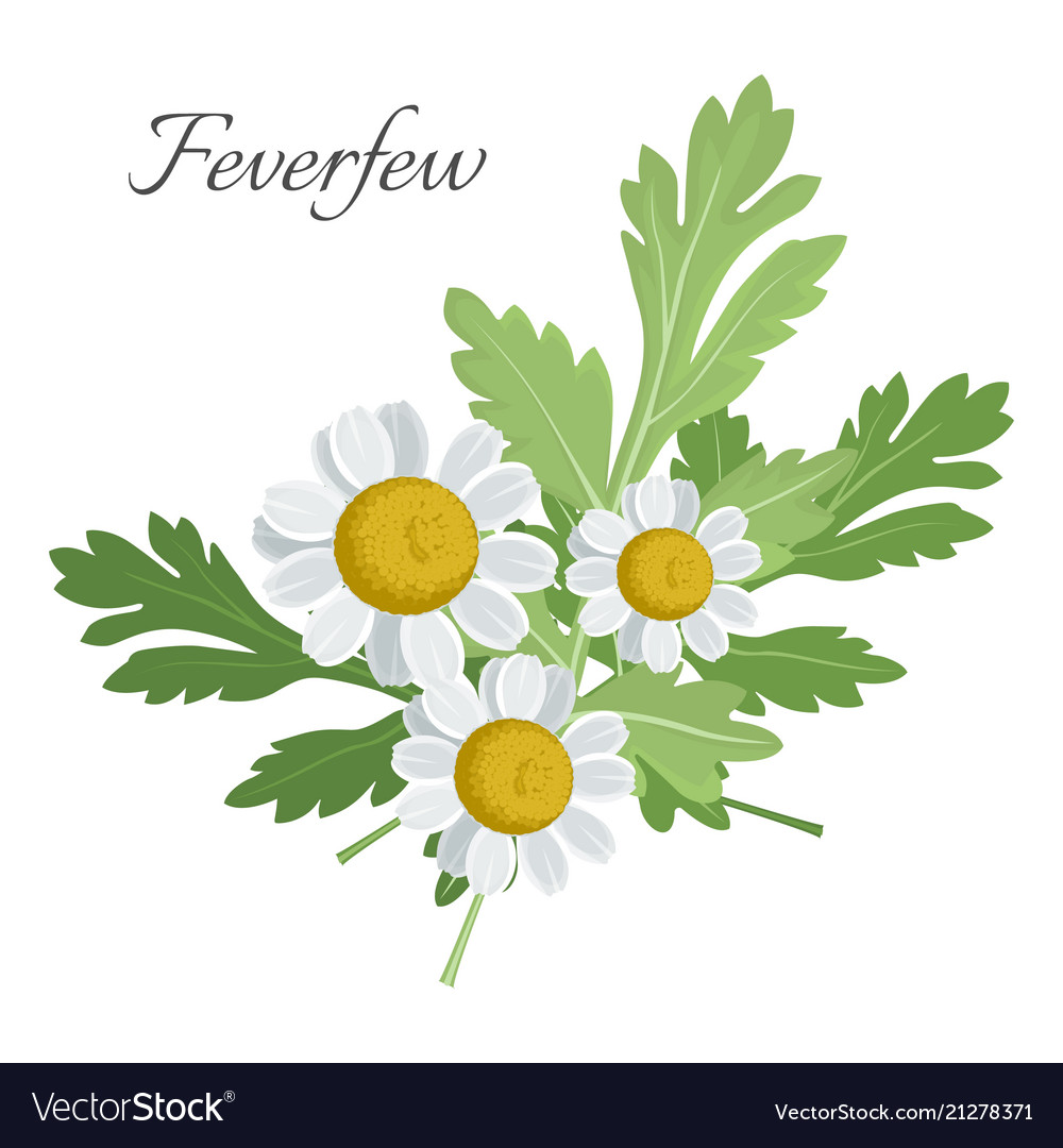 Feverfew