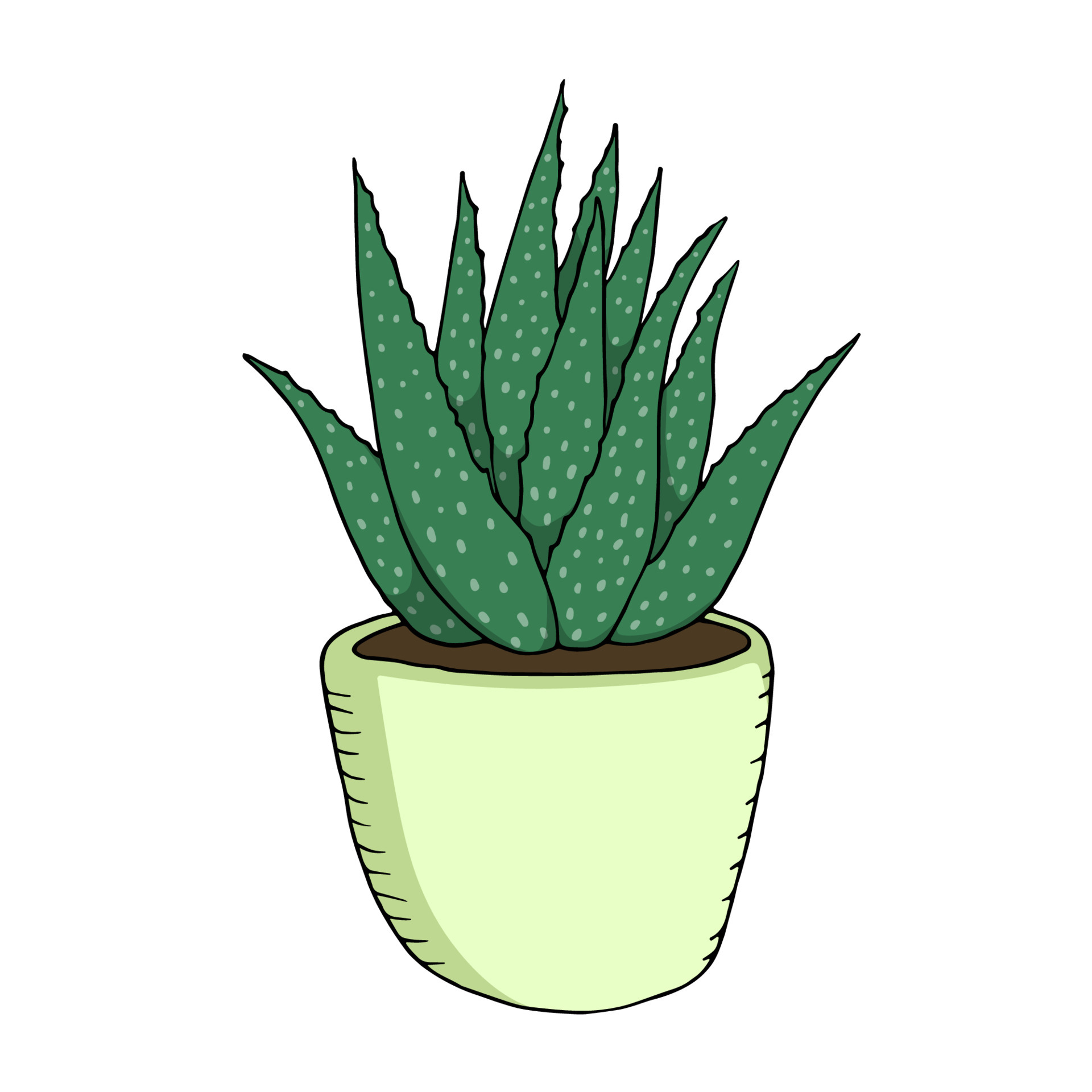 Aloe Vera