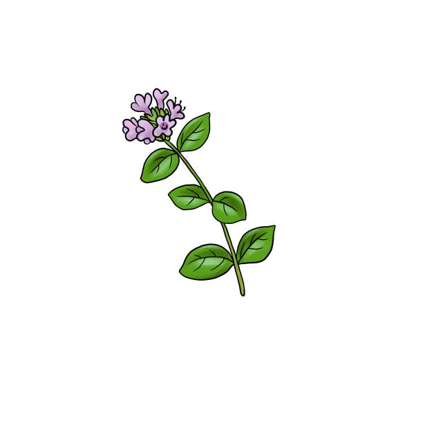 Marjoram (Origanum majorana)