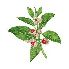 हाई ब्लड प्रेशर