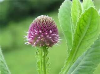 சிவக்கரந்தை