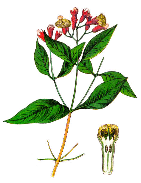Clove (Syzygium aromaticum)