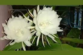பிரம்ம கமலம் மலர்