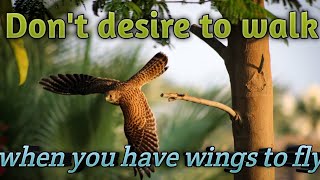 Don't desire to walk when you have wings to fly
