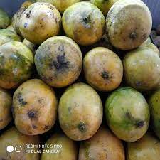 மாம்பழம் – நீலம்