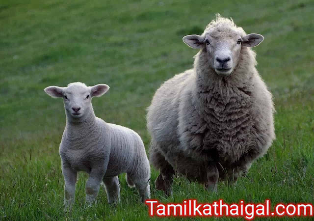 சிக்கனம் பிடி செலவும் அழி