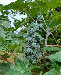 ஆமணக்கு