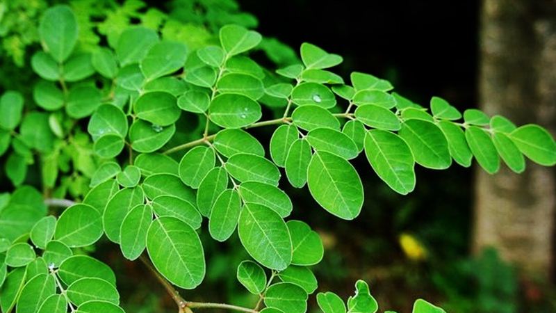 முருங்கைக்கீரை