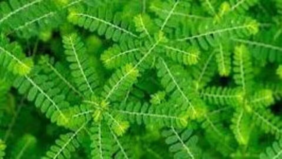 கீழாநெல்லி