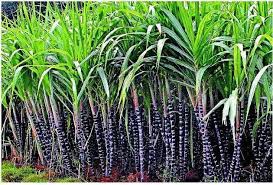 கரும்பு