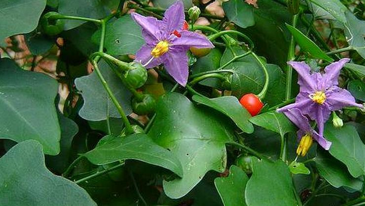 தூதுவளை