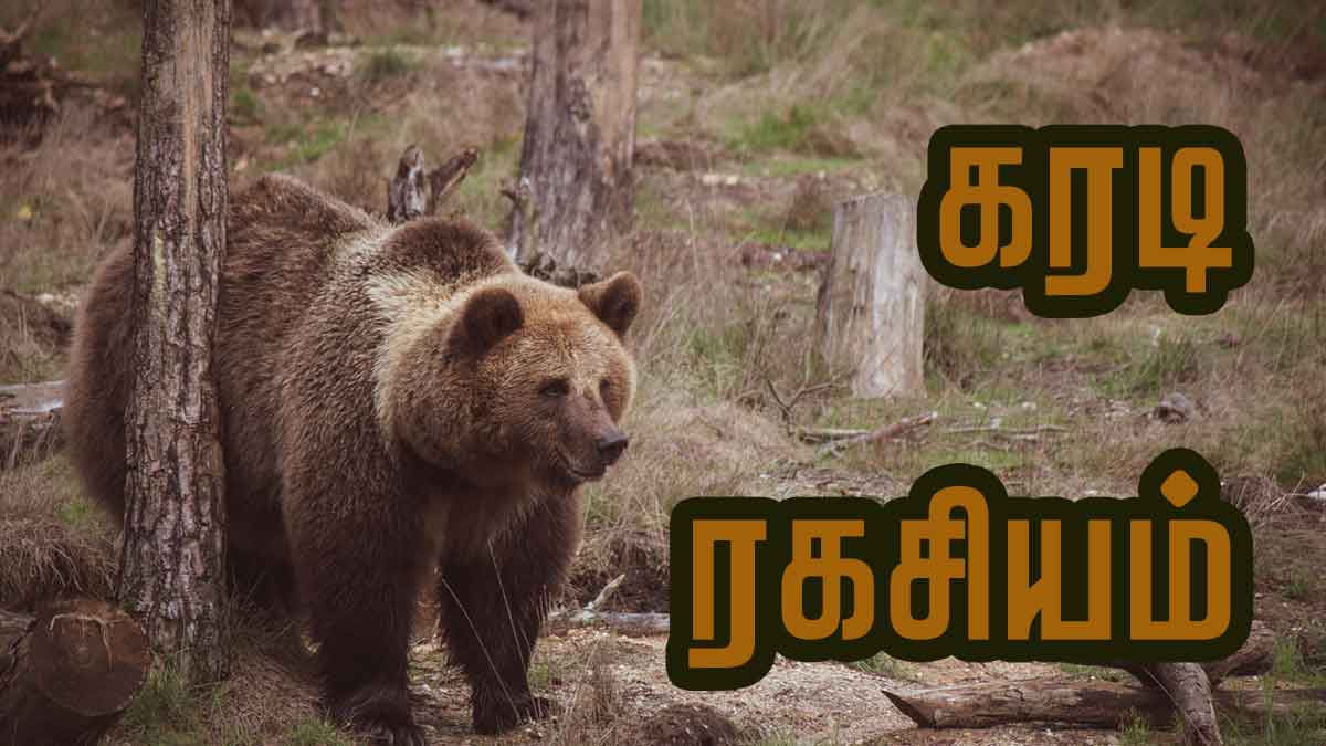 கரடி சொன்ன ரகசியம்