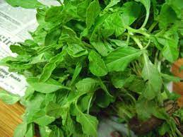 சிறுகீரை