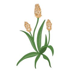 अमीबिका (पेचिश)