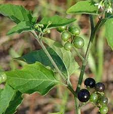 மணத்தக்காளி