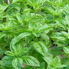 திருநீற்றுப் பச்சிலை