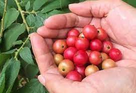 தேன் பழம்