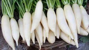 முள்ளங்கி