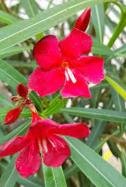 அரளிப் பூ