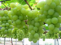 பச்சை திராட்சை