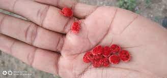 பட்டுப்பூச்சி