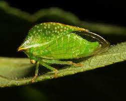 கொம்புப்பூச்சி