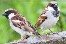 சிட்டுக்குருவி