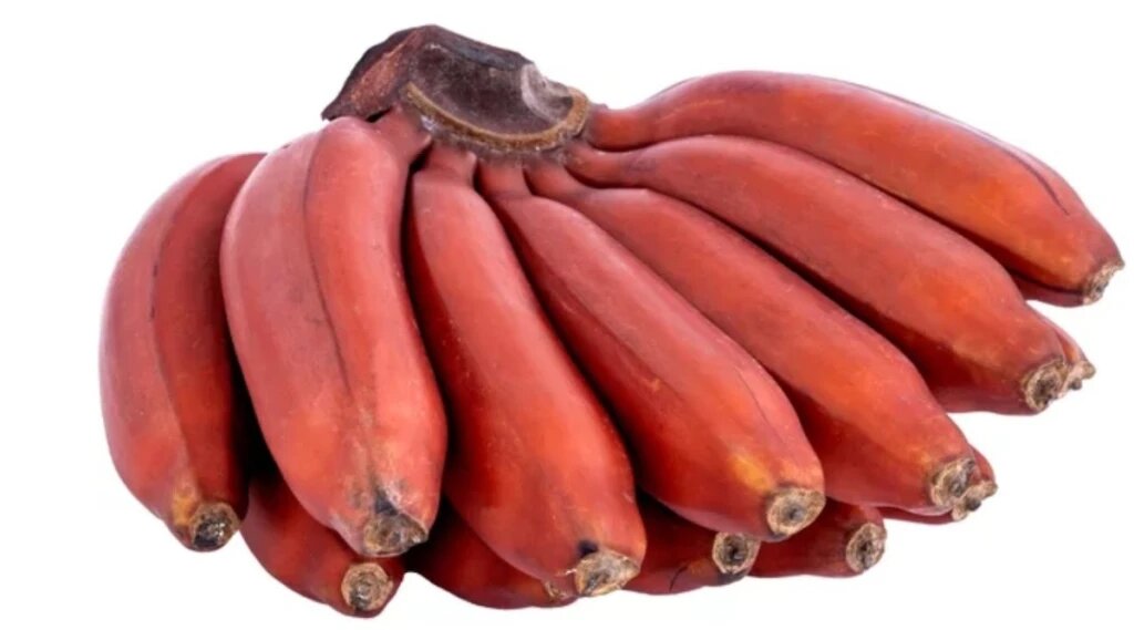 செவ்வாழையும் நேந்திரமும்