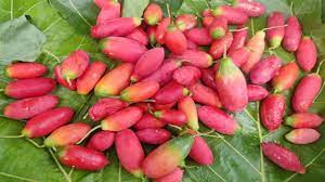 கோவைப்பழம்