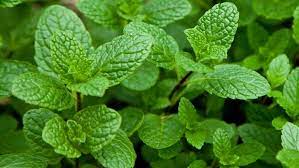 புதினாகீரை