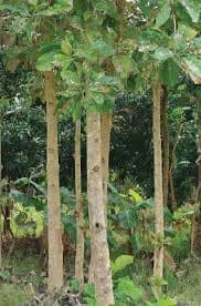 சவுக்கு மரம்