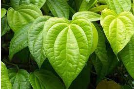 வெற்றிலை