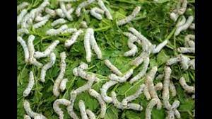 பட்டுப்புழு