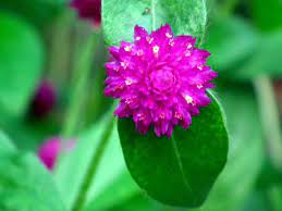 வாடாமல்லி