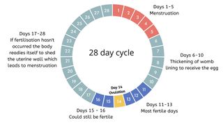 Knowing your ovulation schedule