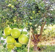 சாத்துக்குடி