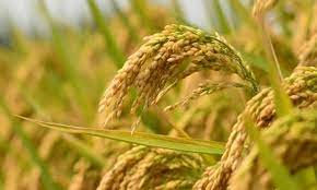 பயன்கள்