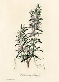 Rosemary (Rosmarinus officinalis)