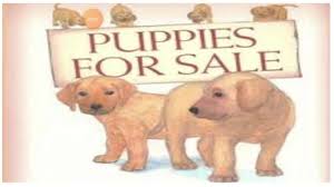 ગલુડિયાઓ ફોર સેલ (સમજણ):