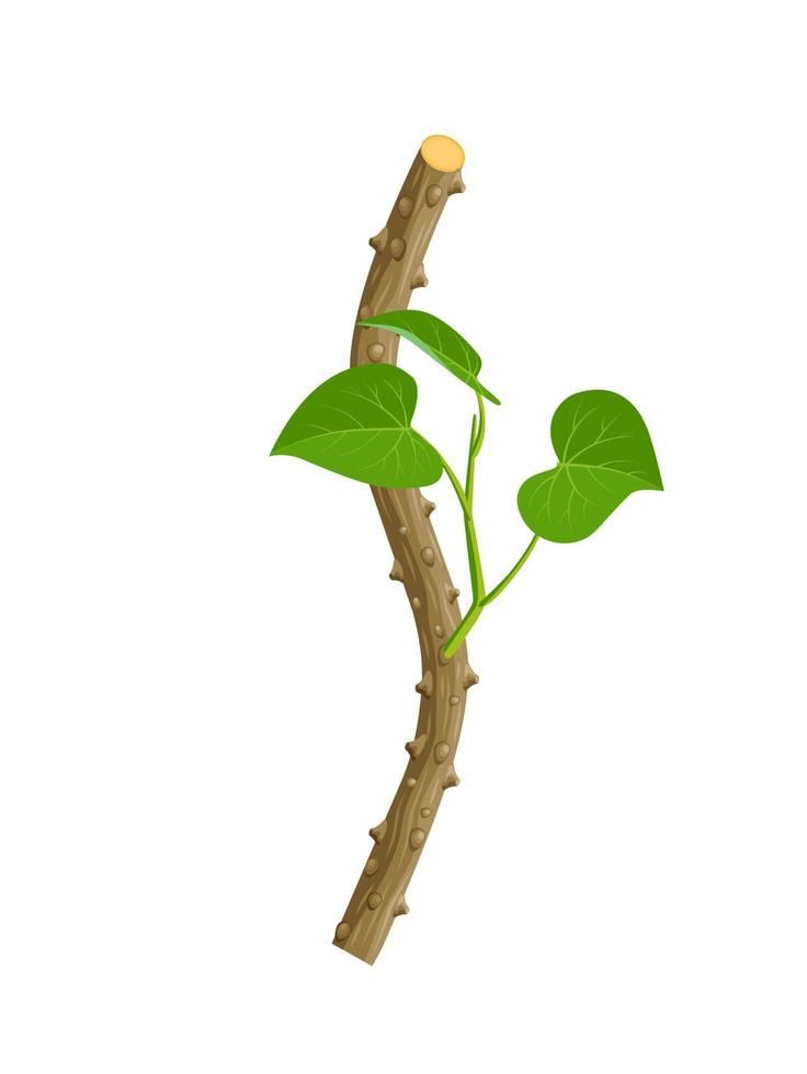 गिलोय (giloy)सत्व के लाभ